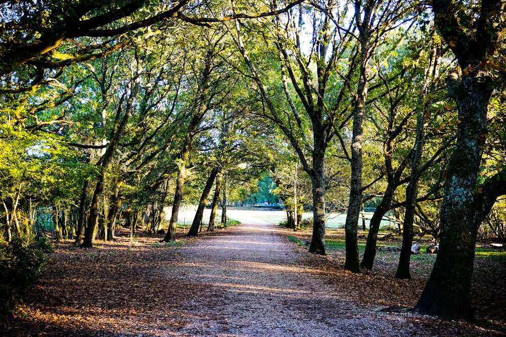 dirt track between trees during daytime