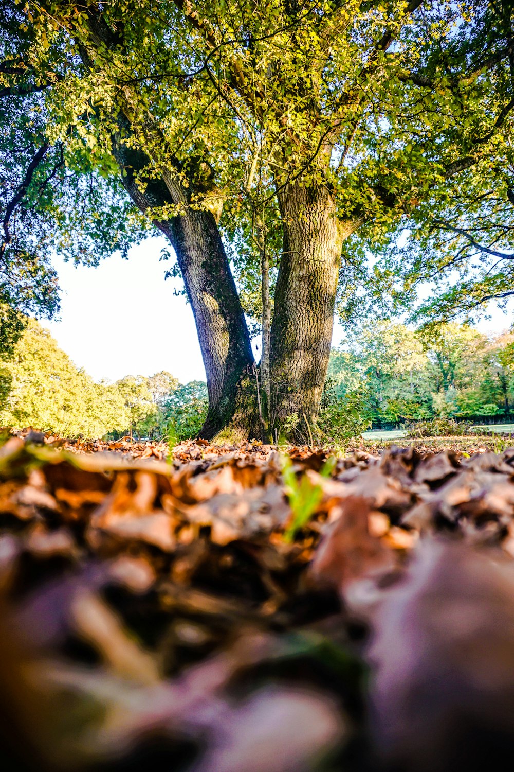 selective focus photography of tall tree during daytime