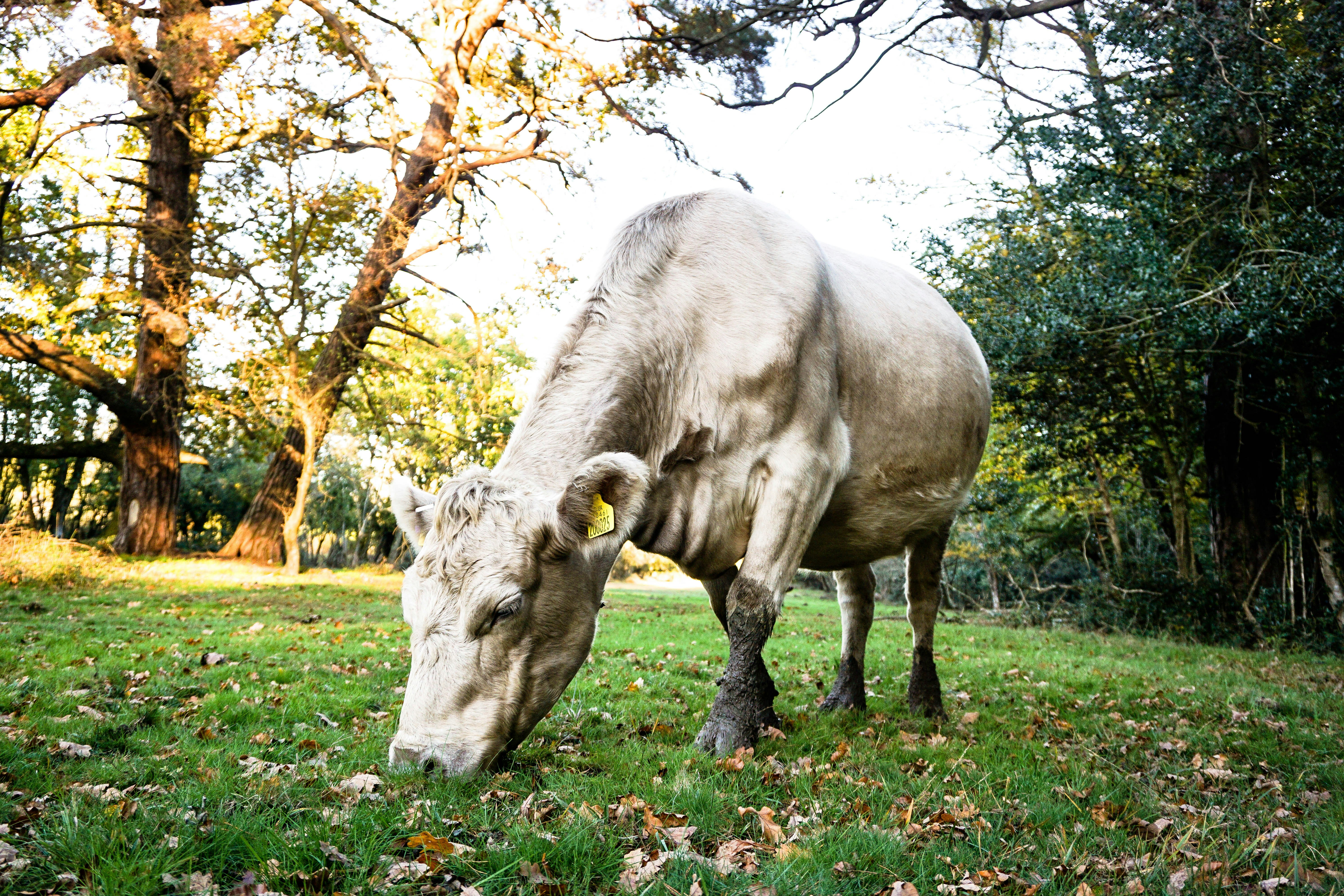 Définition de boxcalf Dictionnaire français