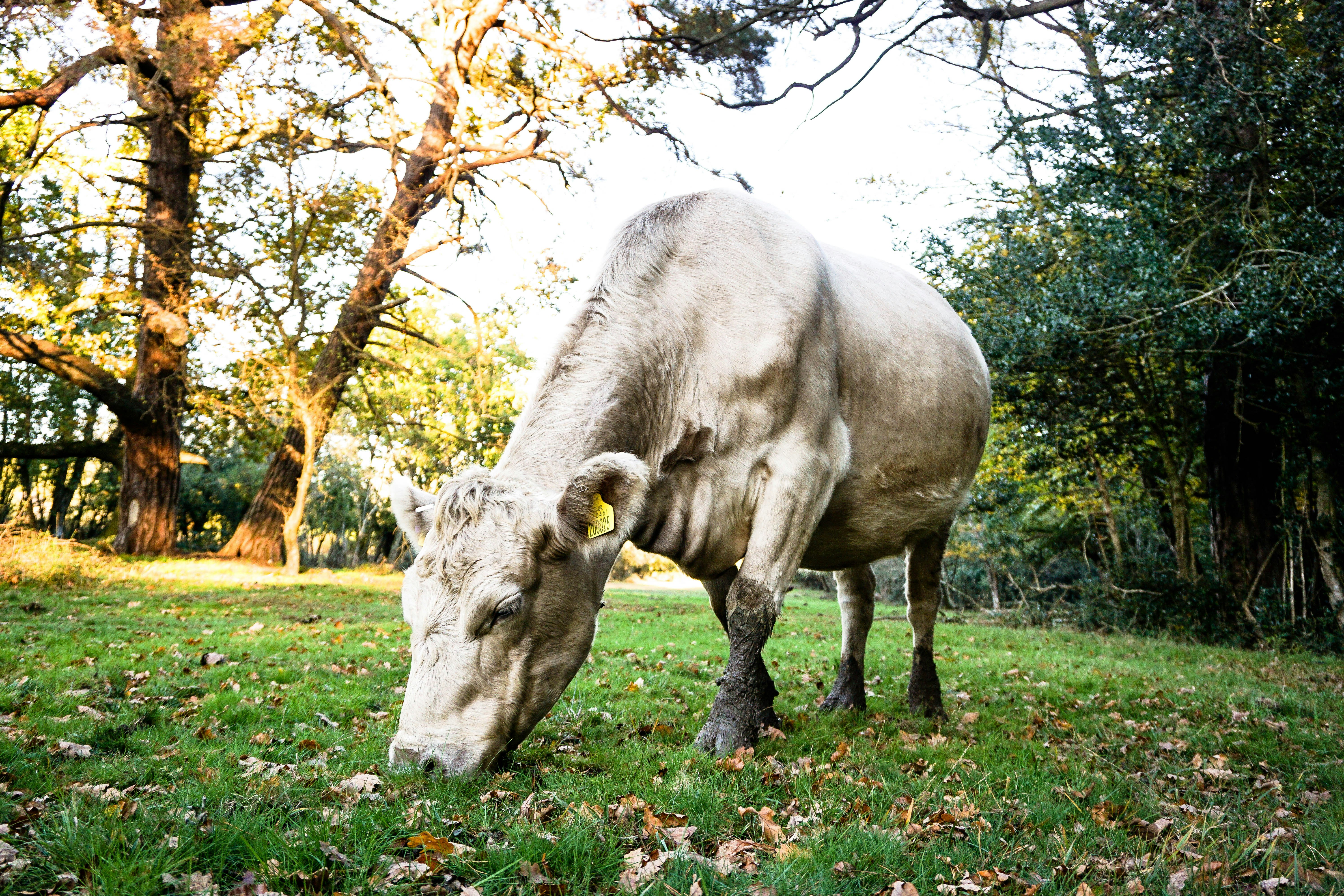 white cattle eating grass during daytime