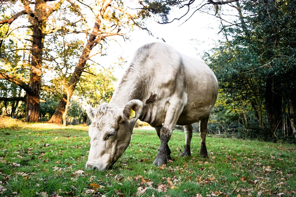 white cattle eating grass during daytime