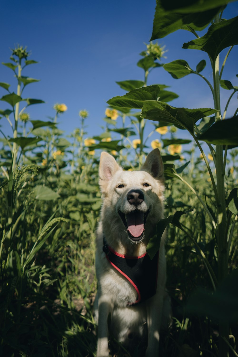 花畑の中のショートコートの白い犬