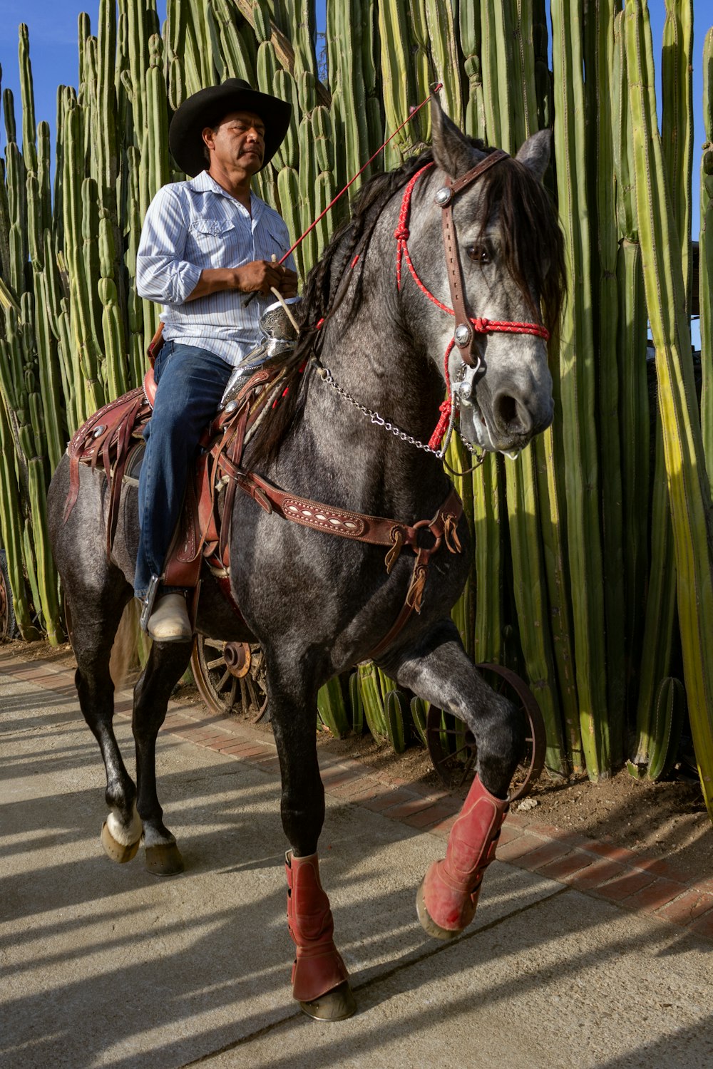 man riding black horse