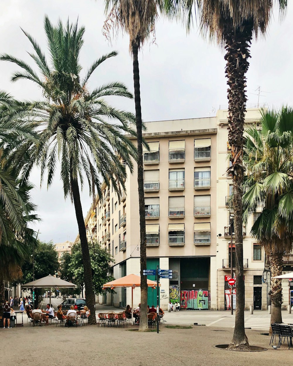 palme sotto il cielo grigio