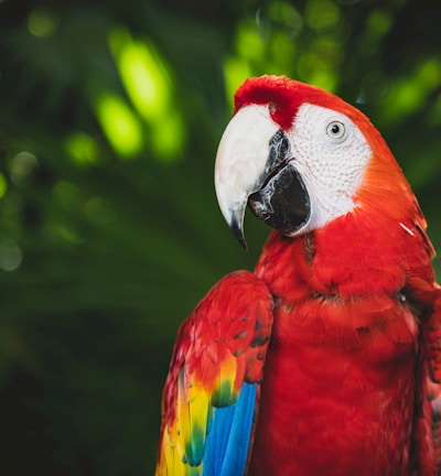 closeup photography of scarlet macaw