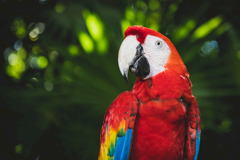 closeup photography of scarlet macaw