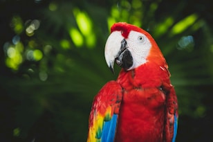 closeup photography of scarlet macaw
