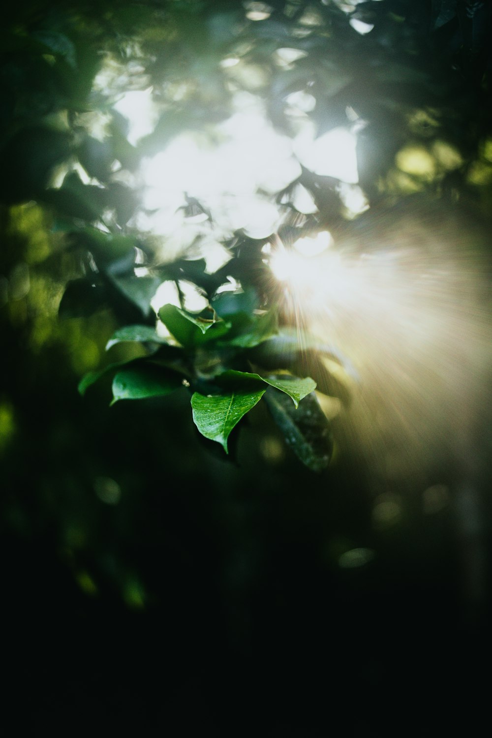 closeup photography of green leaf