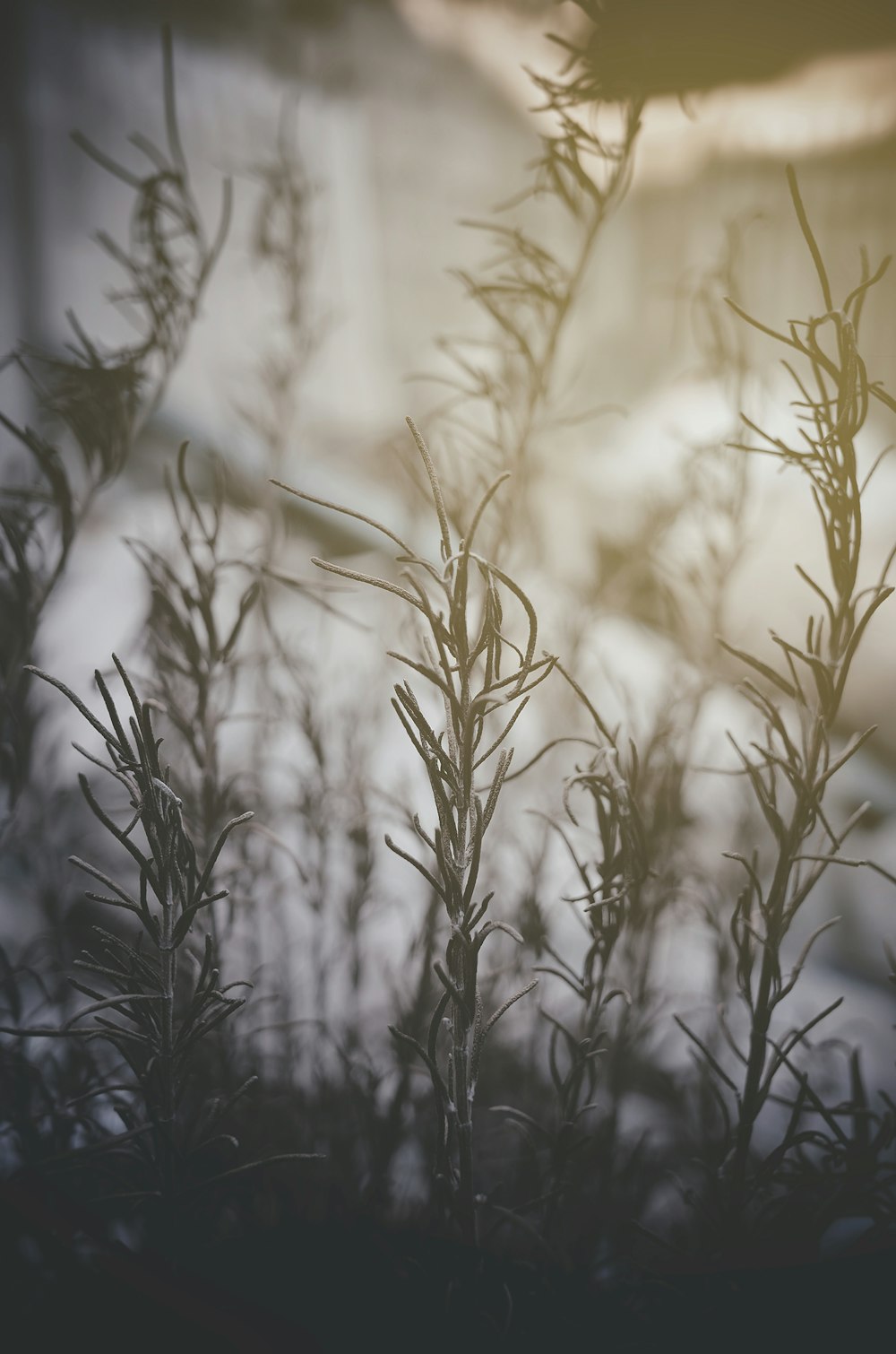 selective focus photography of green leaves