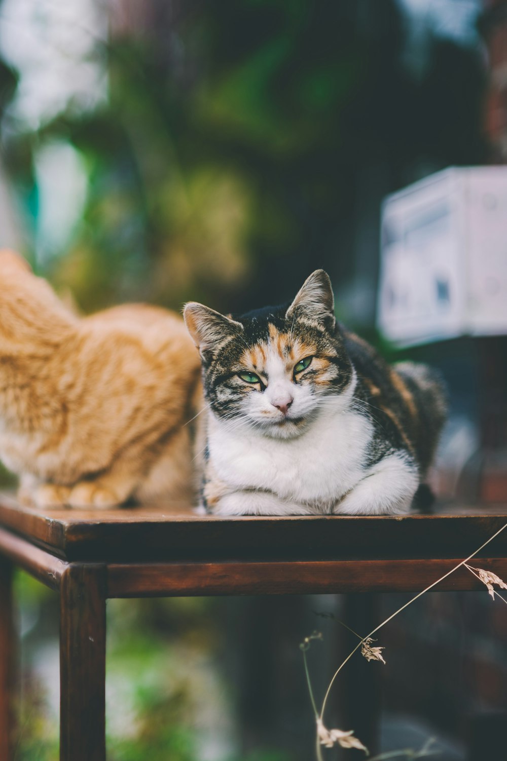 two cats on table