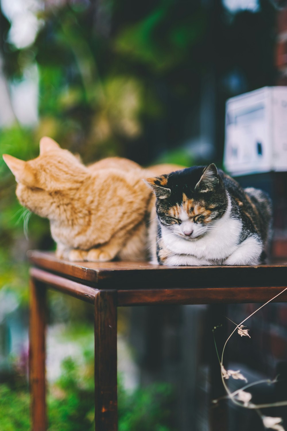 selective focus photography of two cats resting on tabletop