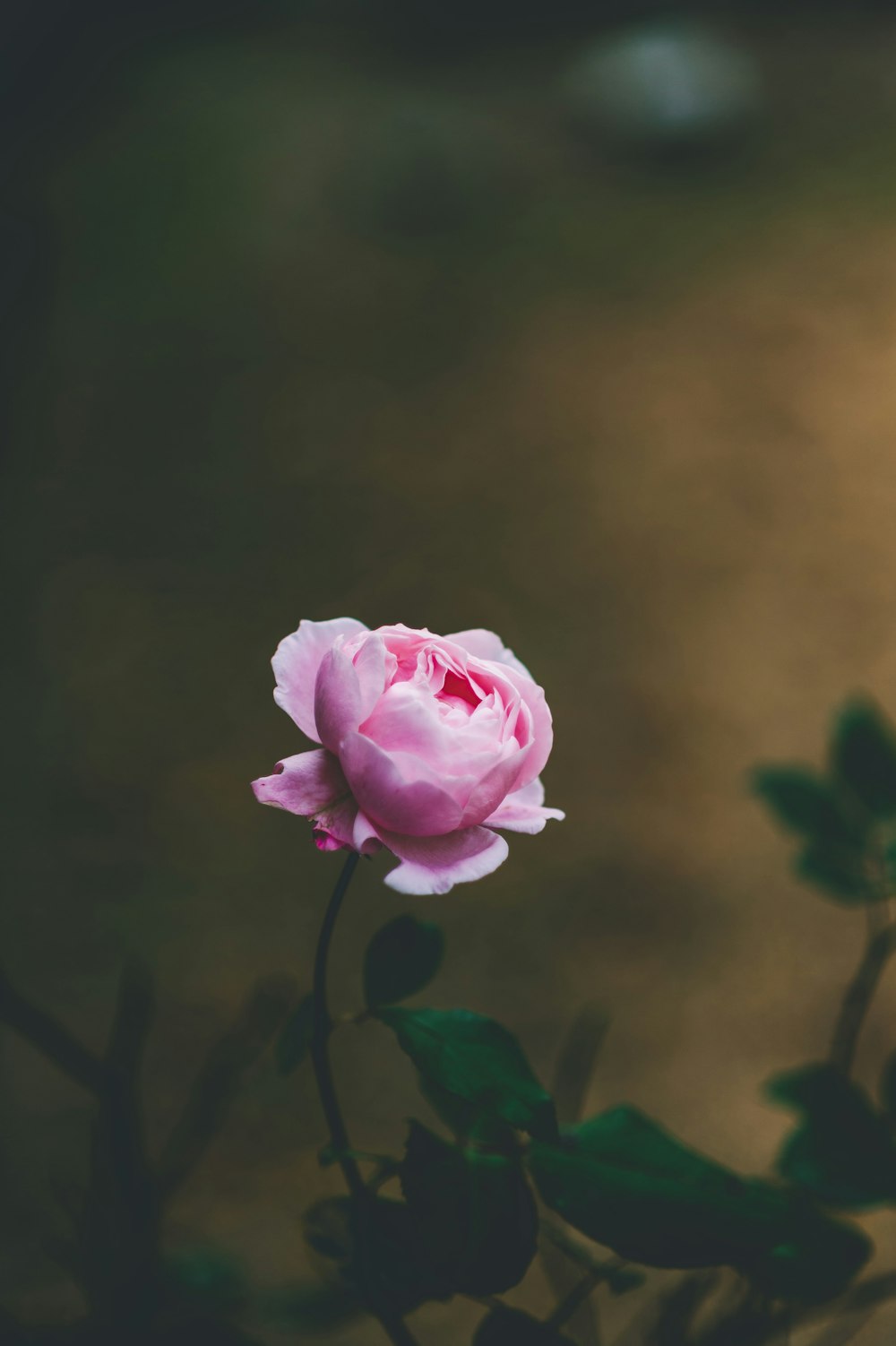 flor de pétalos rosados