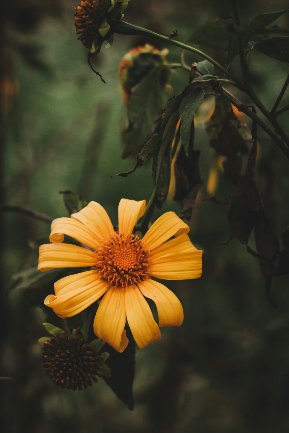 closeup photography of yellow petaled flower