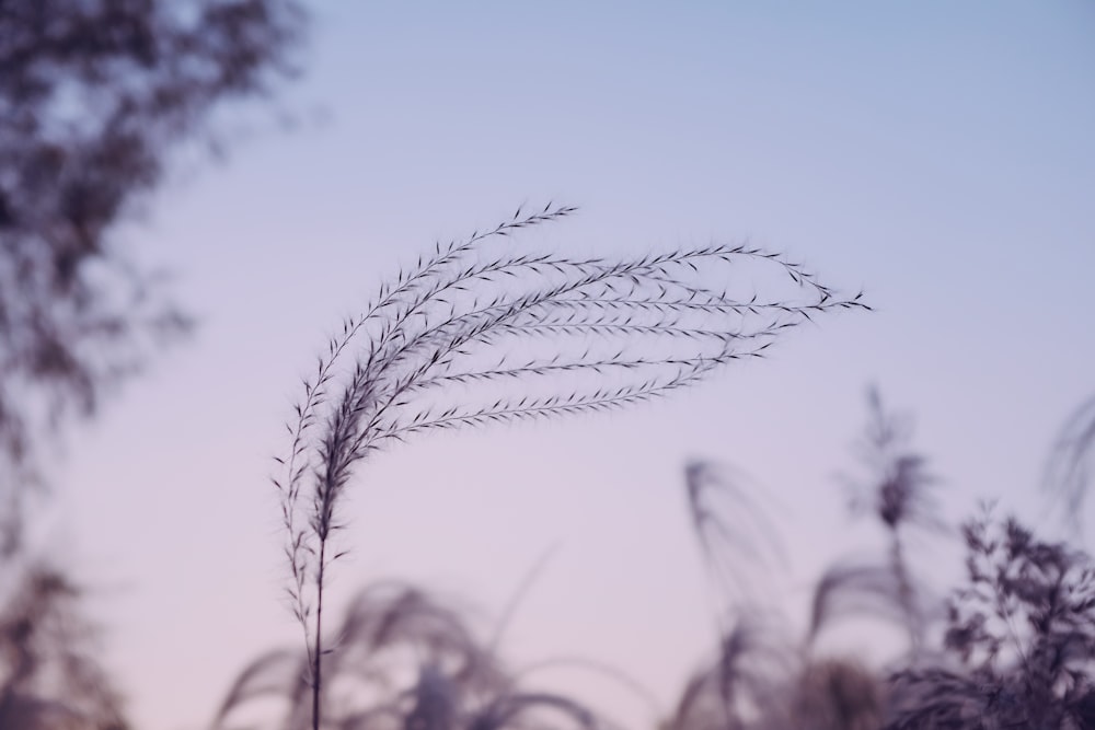 windswept plant