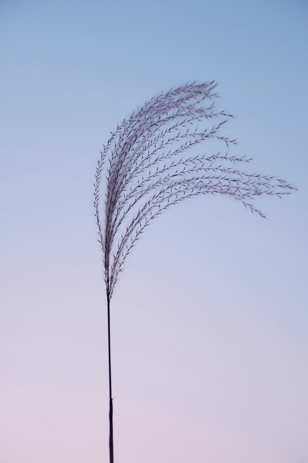 black tree plant during daytime