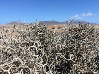Close-up of native desert plants and rocky soil typical to Dateland.