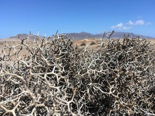 Close-up of native desert plants and rocky soil typical to Dateland.
