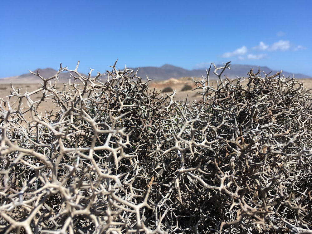 tree branches on desert