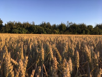 Golden wheat field under a clear blue sky at sunrise.