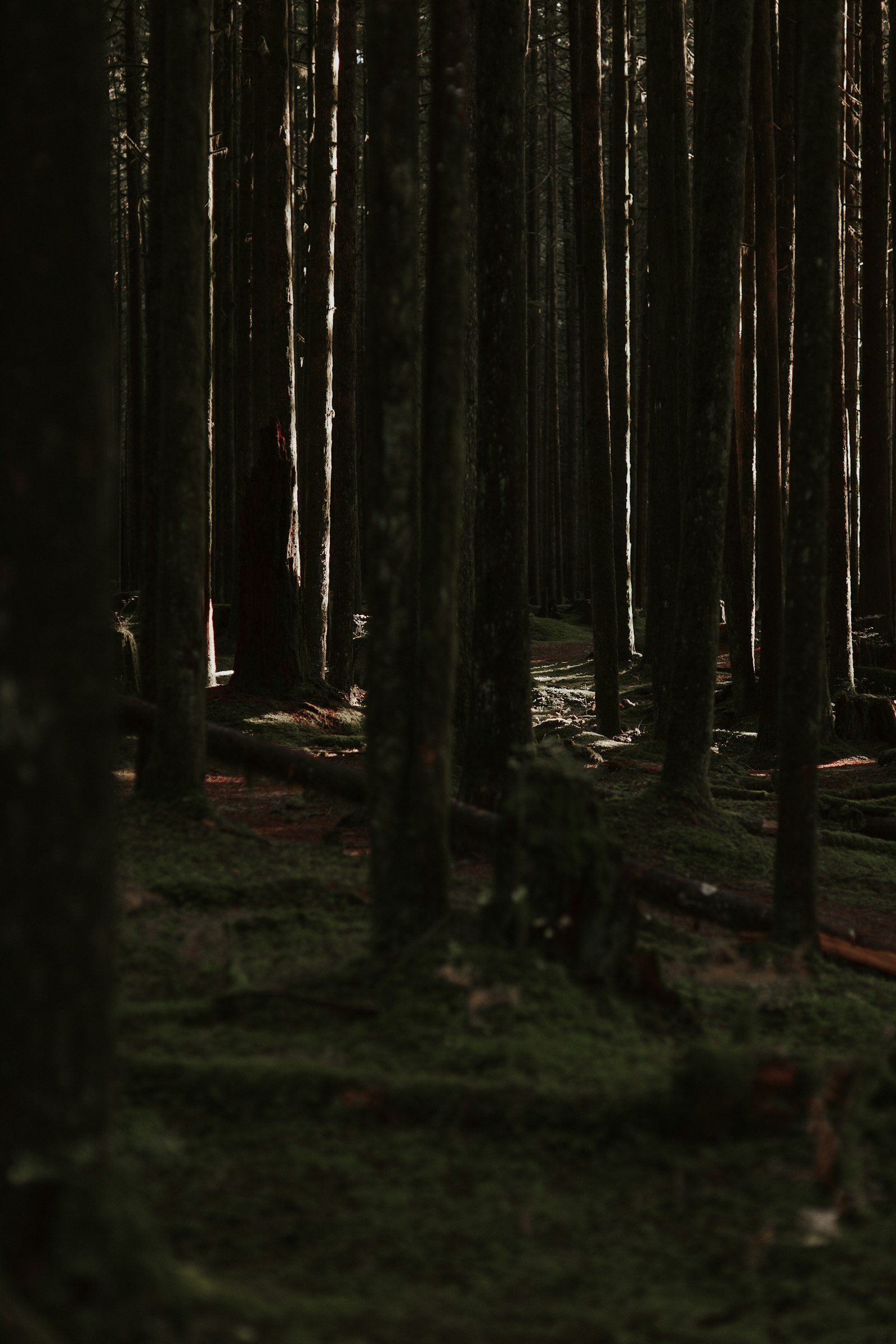 Canon EOS 5D Mark II + Sigma 85mm F1.4 EX DG HSM sample photo. Tall trees in forest photography