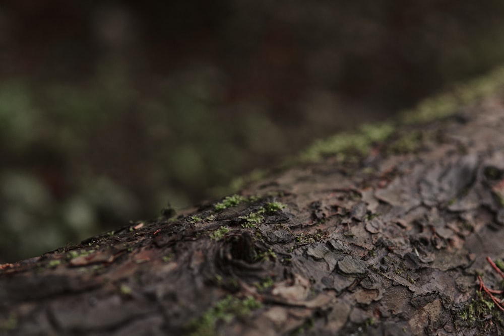 brown tree trunk