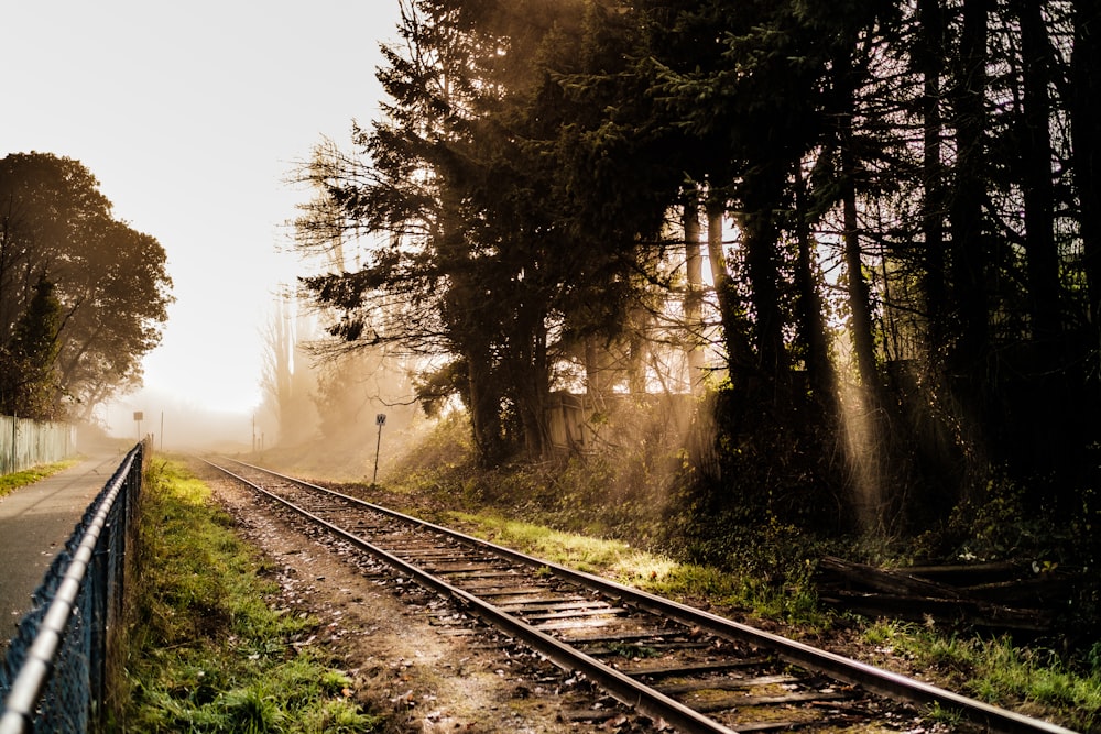 gray rail beside trees during daytime