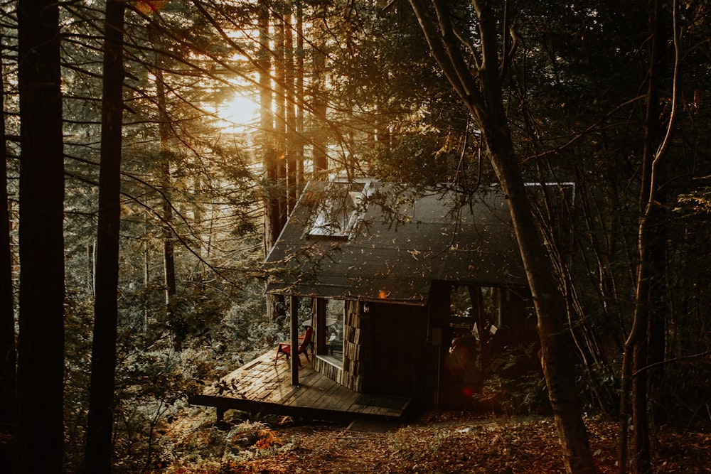 Casa de madeira cinza na floresta