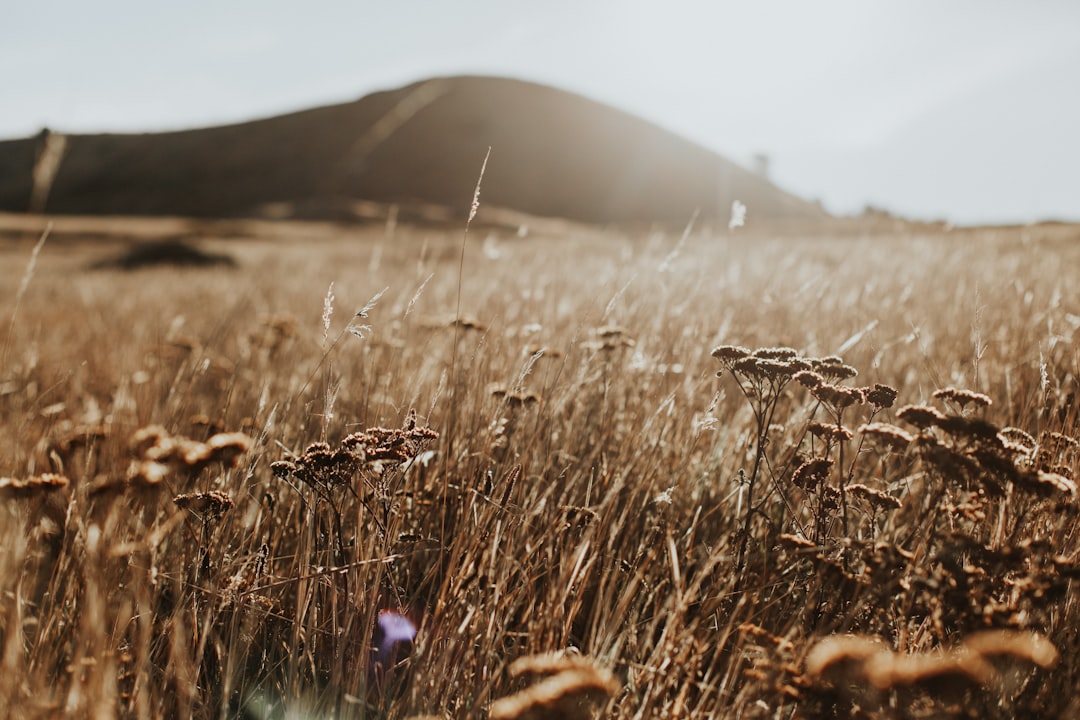 low angle photo of brown grass during daytime