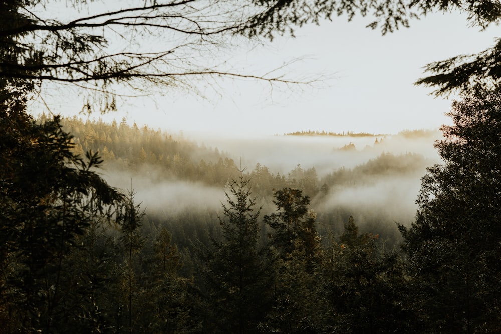 pinheiros cobertos de nevoeiro