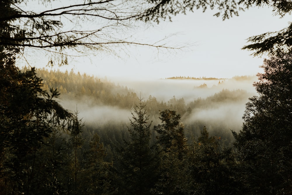 pine trees covered with fog