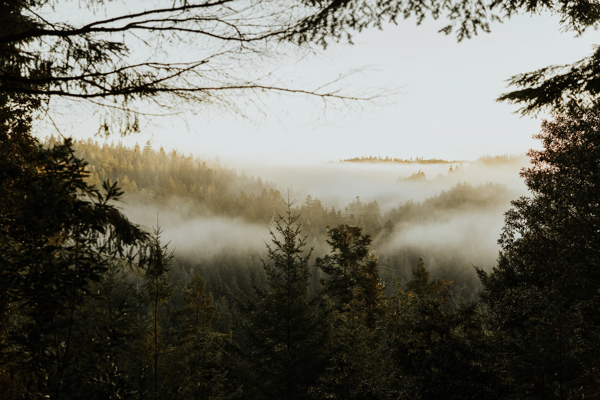 Sunlight breaking through a fog-filled evergreen valley