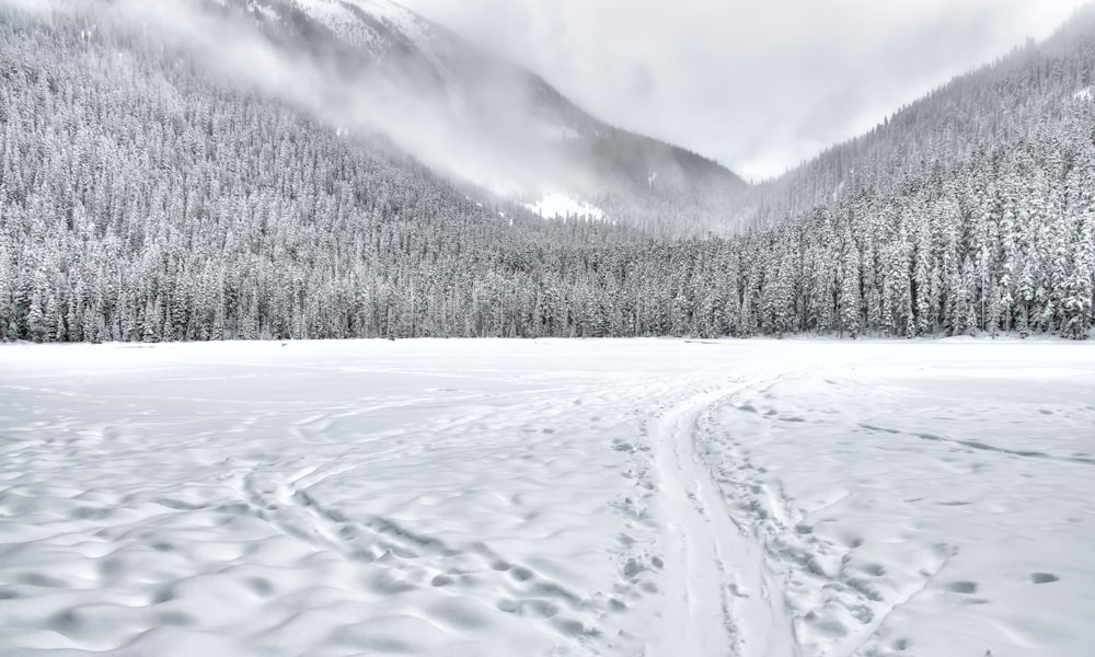 snowy field and forest