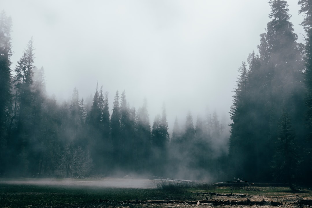 pine trees covered with fogs