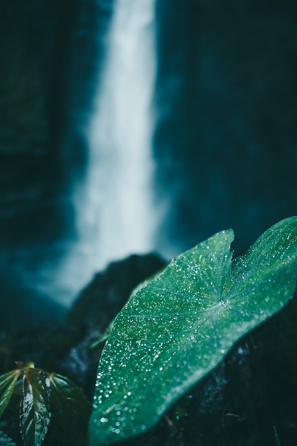 green-leafed plant