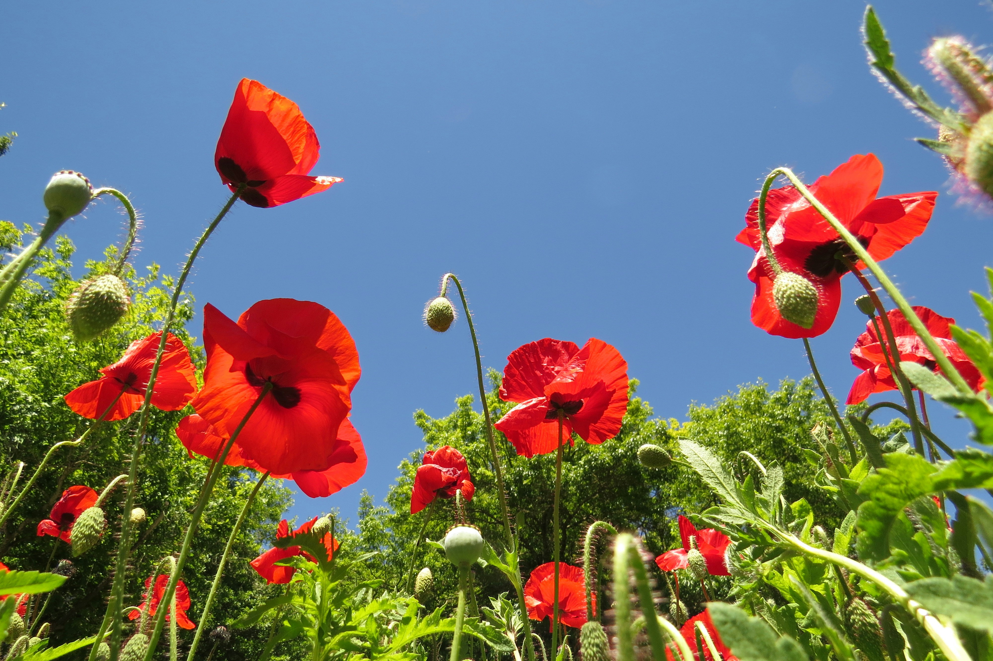 Photo by sallydixoncreations