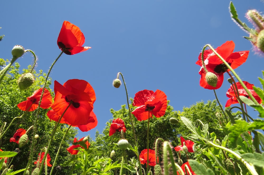 red flowers field