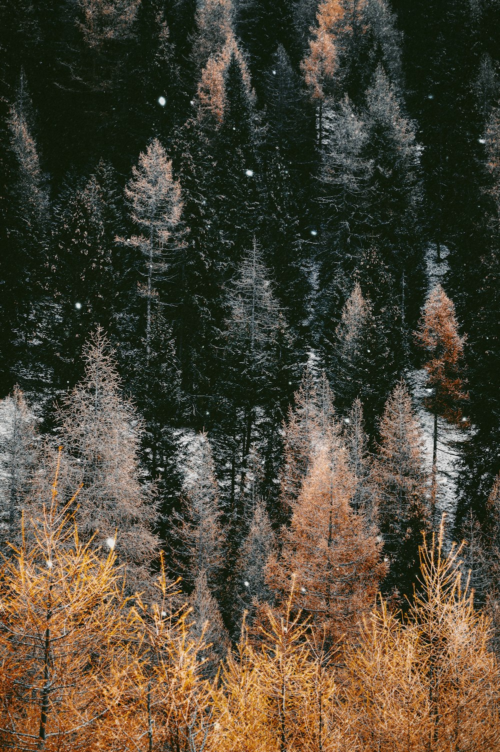 brown trees during daytime