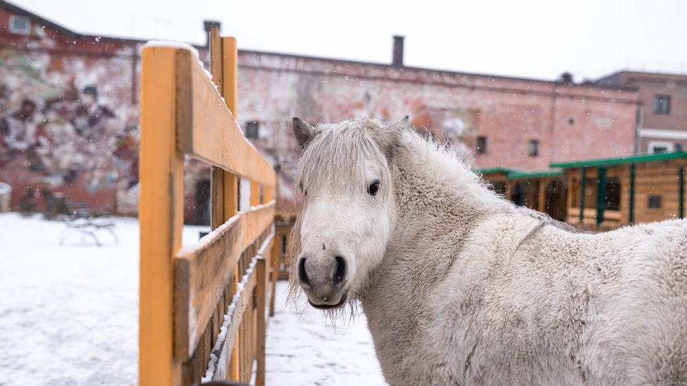 white horse at stable during daytime