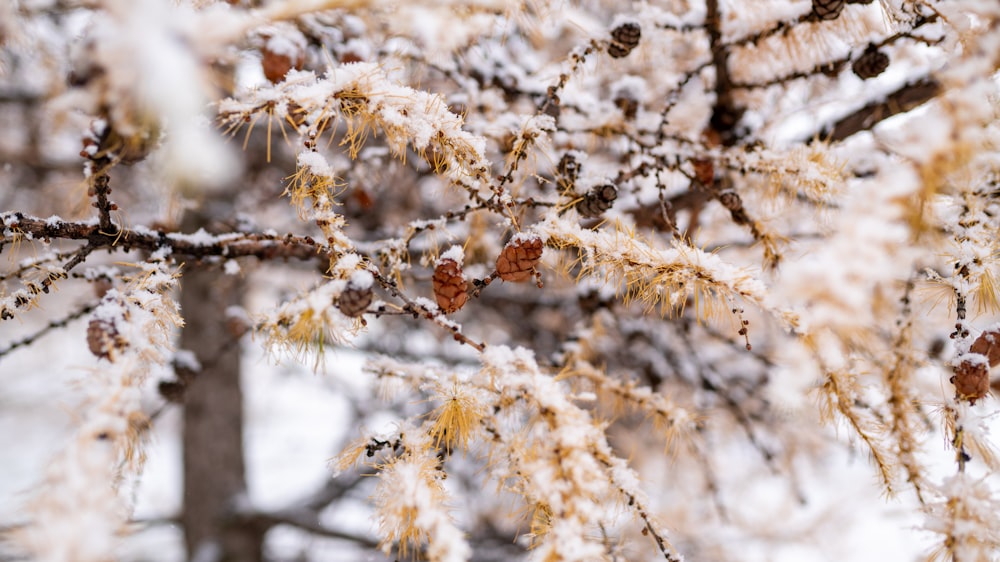 selective focus photography of brown pine cones during daytime