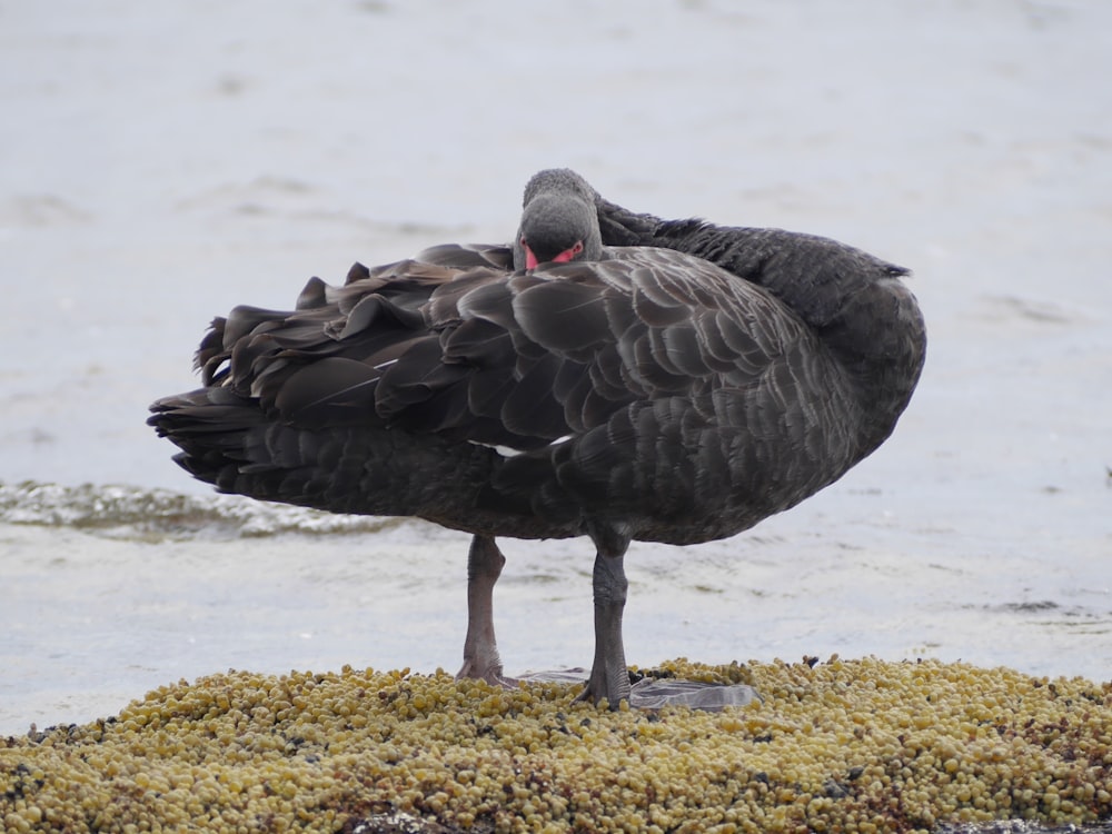 black duck near body of water during daytime