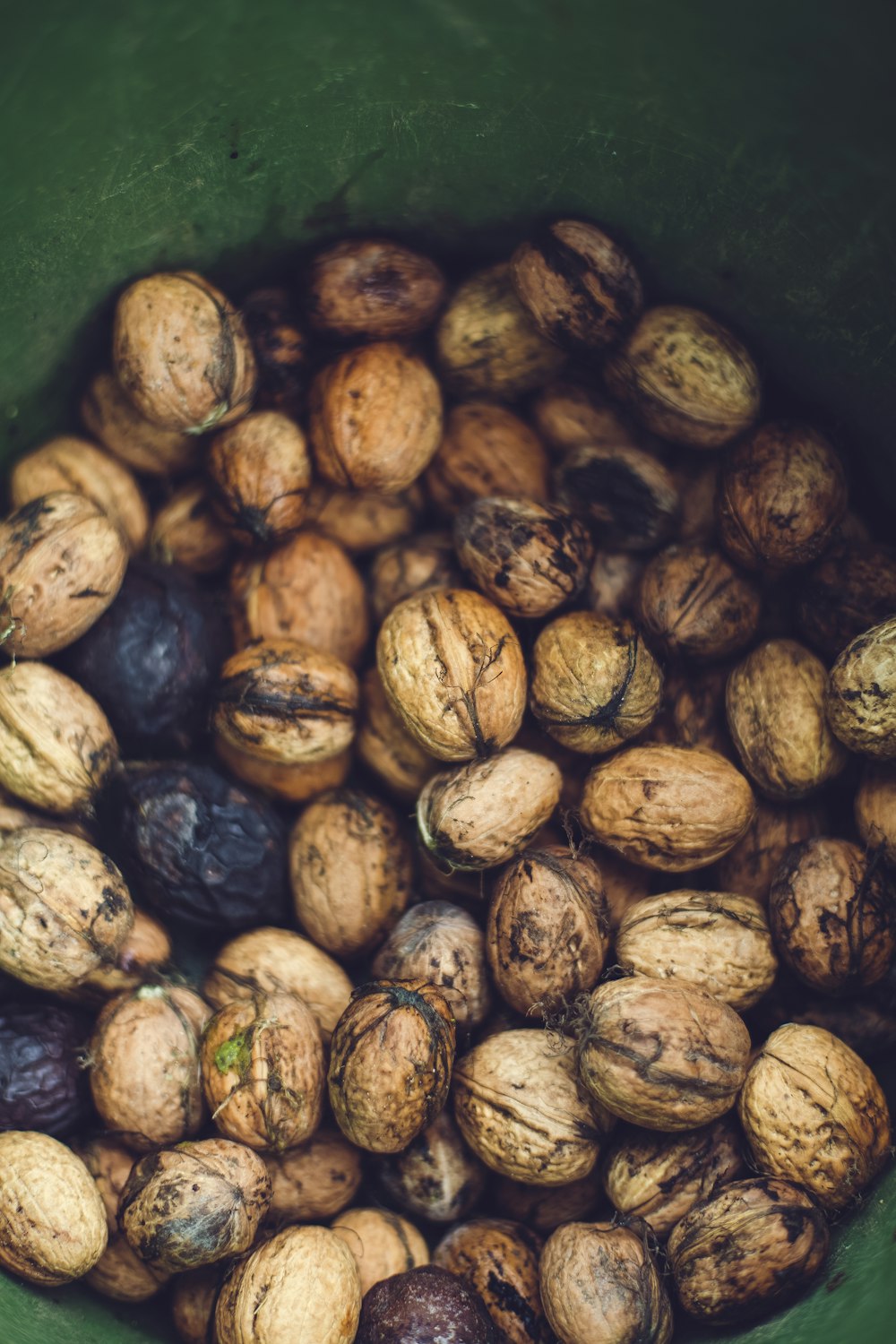 chestnuts in green bucket