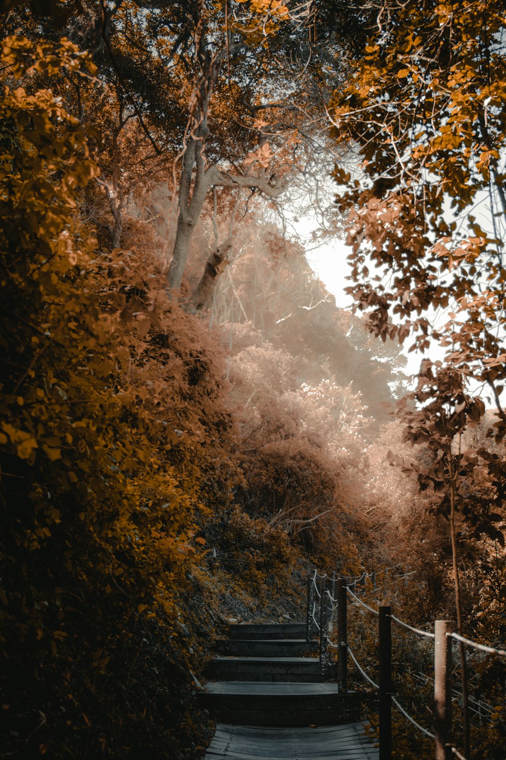 pathway and tree