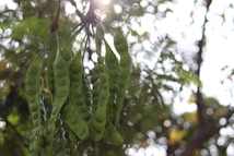 Green seed pods hang from a tree branch, with sunlight filtering through the leaves in the background. The scene captures the natural texture and fresh appearance of the pods, set against a bokeh effect created by the sunlit foliage.