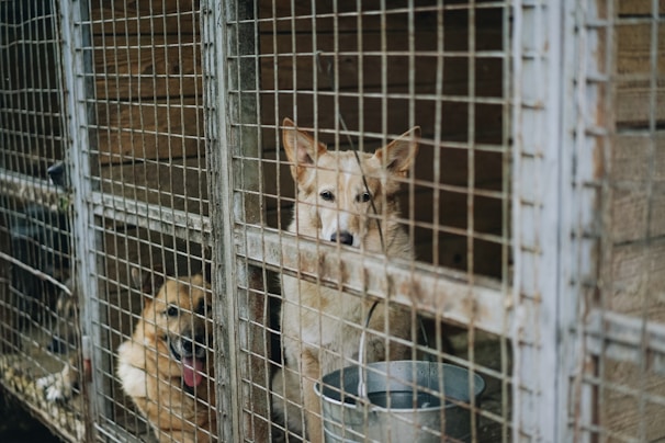 Two dogs are inside a wire-fenced enclosure. One dog is looking directly at the camera with a calm expression, while the other is sitting with its tongue out. There's a metal bucket in front of them.