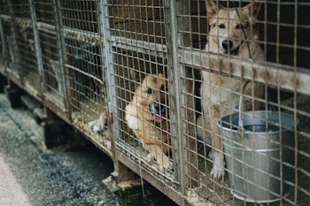 Two dogs are in a metal cage with a wire mesh front, one sitting and the other standing, looking through the bars. A metal bucket is placed on the floor inside the cage. The environment seems rustic and possibly part of a kennel or shelter.