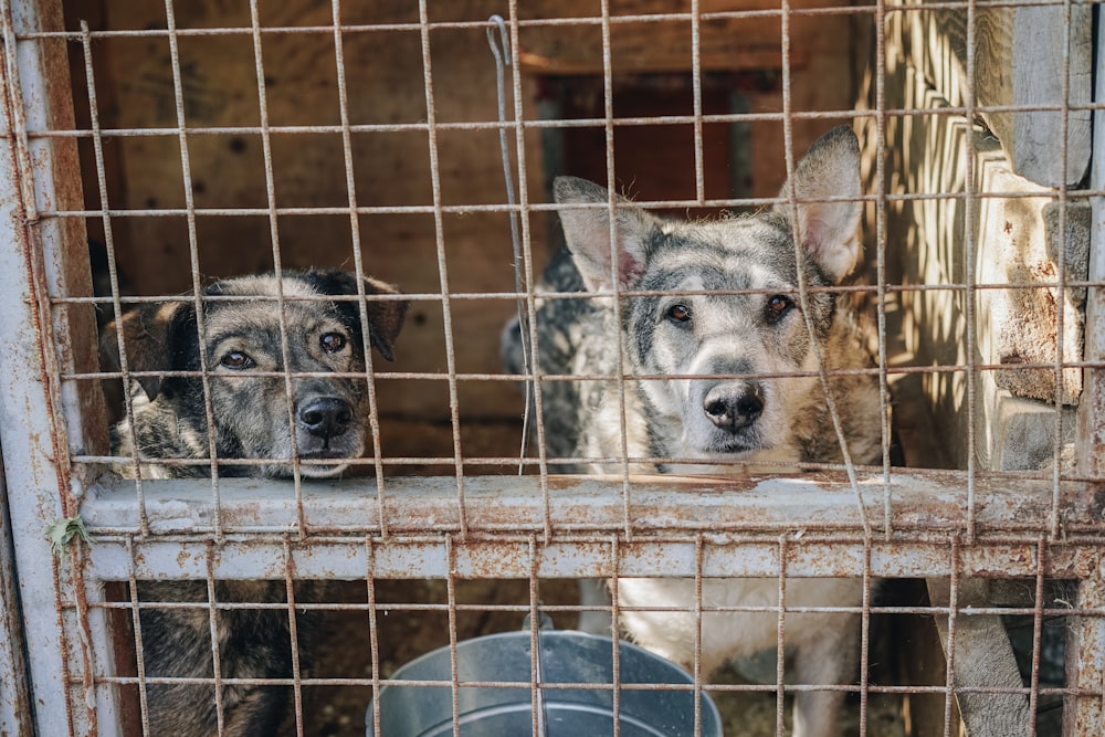 two dogs in cage during daytime