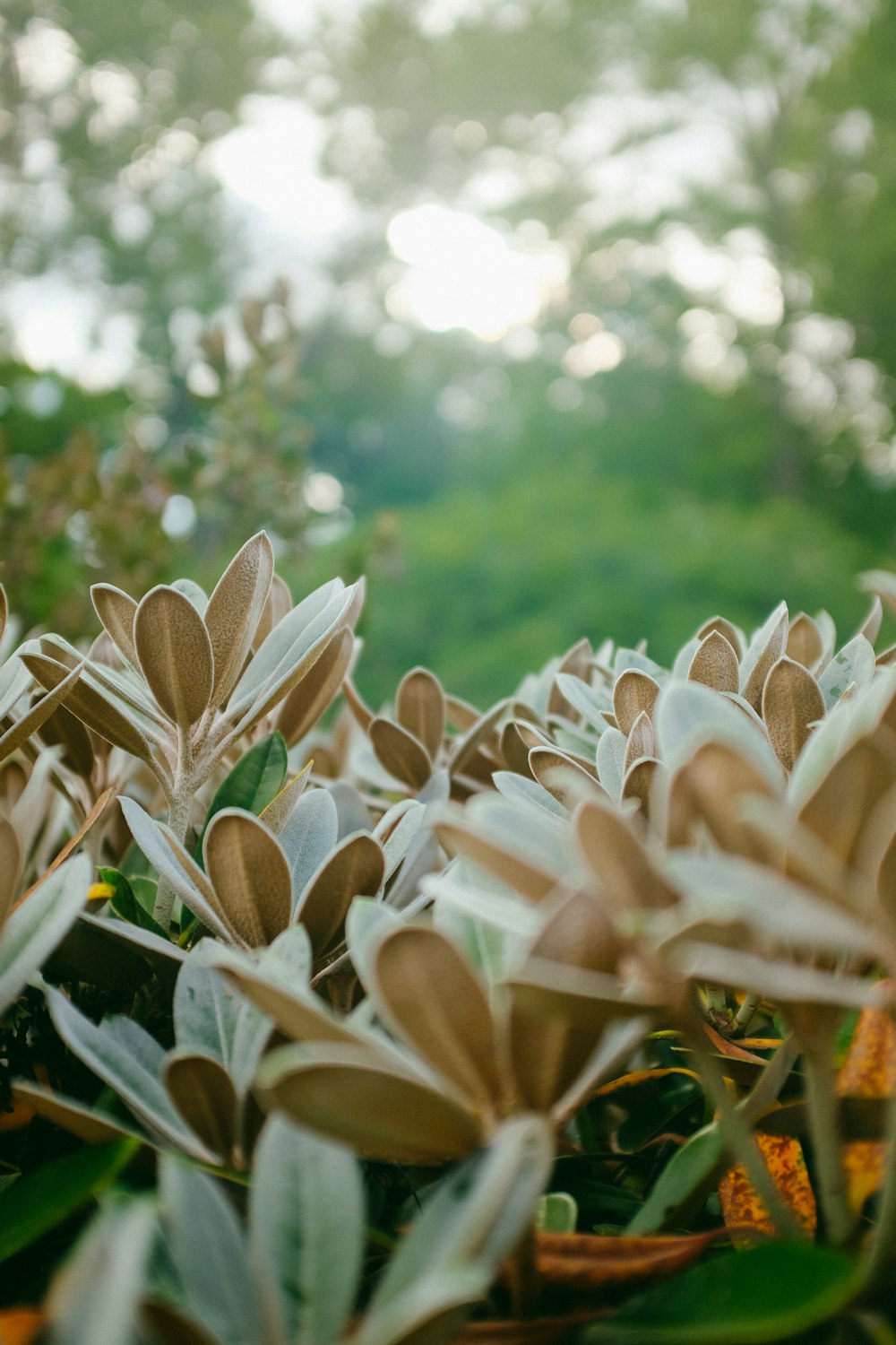 white flowers