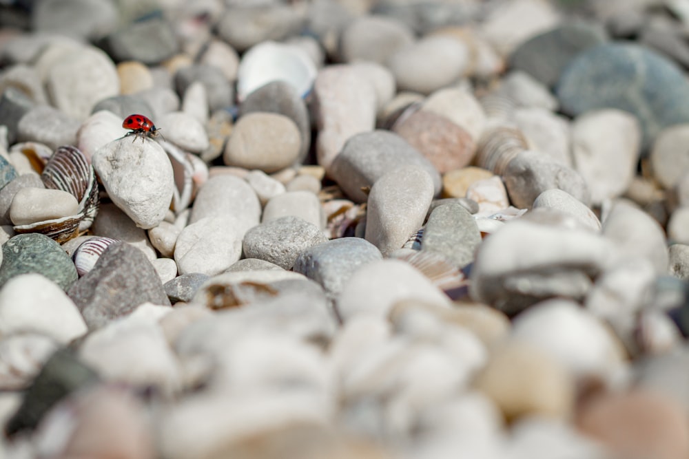 coccinella su pietra