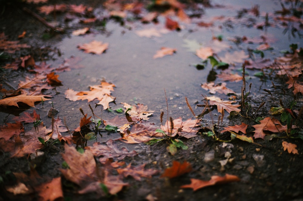 leaves on water
