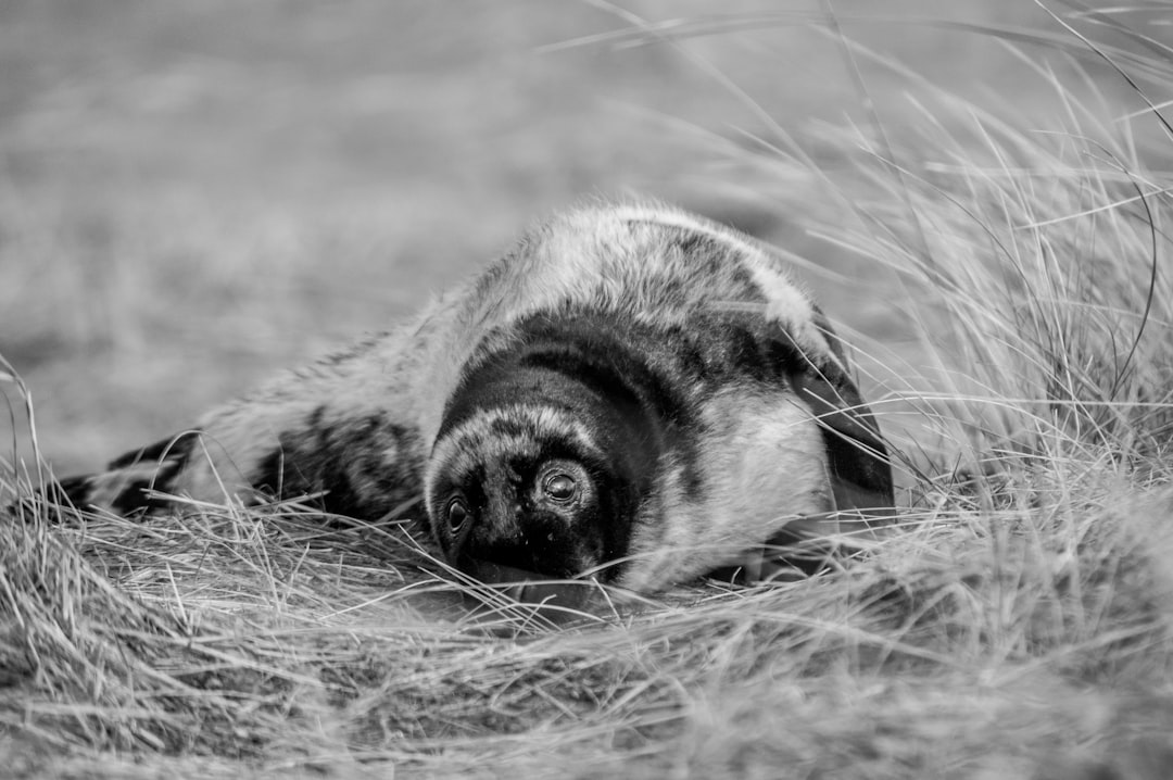 grayscale photo of animal on grass